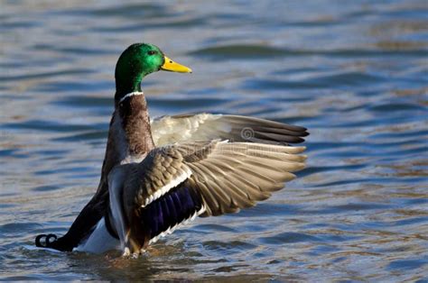 Mallard Duck On The Water With Outstretched Wings Stock Image Image