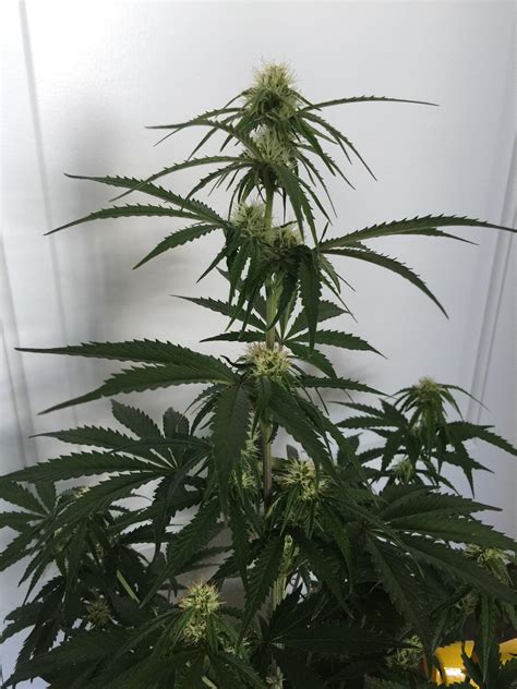 White Widow Autoflower Day 45 Crop King Seeds R Autoflowers