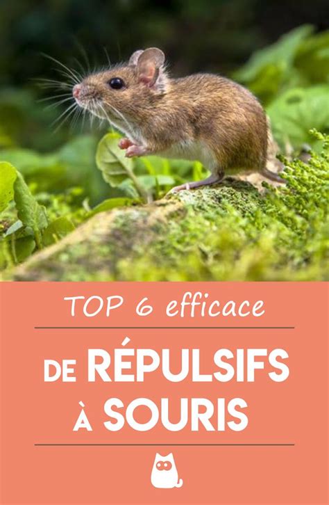 R Pulsifs Souris Elles D Testent Ces Odeurs R Pulsif Souris