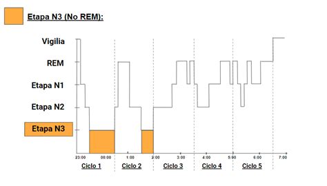 Fases Del Sue O Beneficios Del Sue O Rem Y No Rem Colch N Expr S