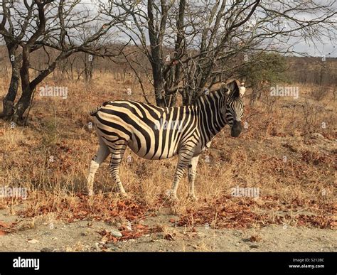 Zebra South Africa Stock Photo Alamy