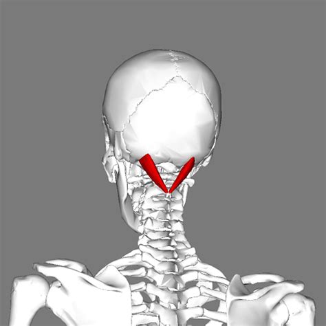 Rectus Capitis Posterior Major Physiopedia