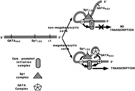 Model Of Megakaryocytespecific Expression Of Iib The Model Shows The