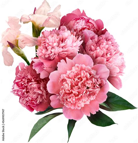 Pink Peony Isolated On A Transparent Background Png File Floral