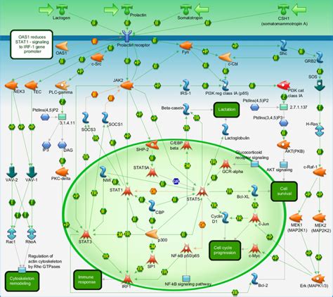 Development Prolactin Receptor Signaling Pathway Map Primepcr