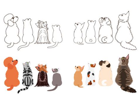 710 Gato Maine Coon Ilustraciones De Stock Gráficos Vectoriales