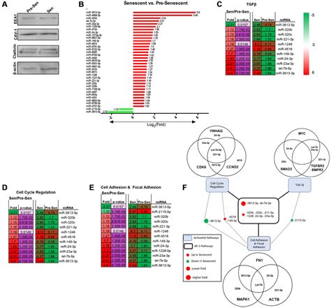 Senescence Associated Exosomes Transfer Mirna Induced Fibrosis To