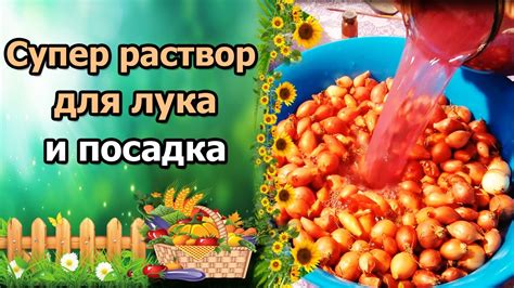 СУПЕР РАСТВОР ДЛЯ ПОДГОТОВКИ ЛУКА СЕВКА. ПОСАДКА В ОТКРЫТЫЙ ГРУНТ ...