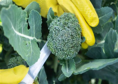 How To Start Growing Broccoli At Home Indoors And Outdoors The Arches