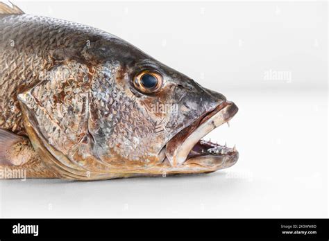 Mangrove gray snapper fish sharp teeth close up open mouth Stock Photo ...