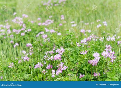 Chinese Milk Vetch Stock Image Image Of Color Field 30417887
