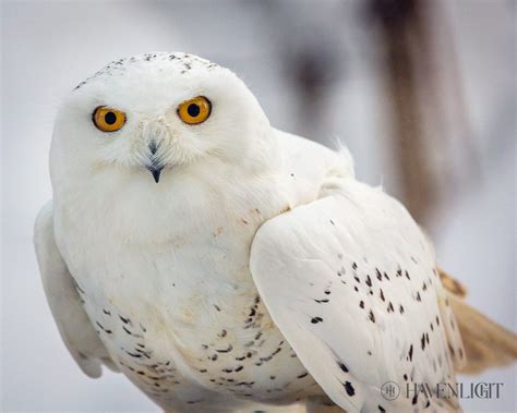 Snowy Owl Haines Alaska By Julie Kerr Is A Photograph Of A Yellow