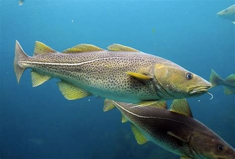 Bacalao Skrei El Rey Del Bacalao Peixacasa