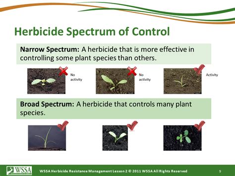 Herbicide Resistant Weeds Training Lessons How Herbicides Work Cotton Incorporated