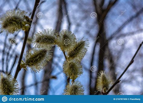 Spring April Twigs With Flowering Buds And Green Leaves Of Wild Willow