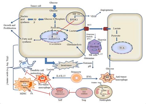 Metabolic Crosstalk Of Tumor And Immune Cells In The Hypoxic