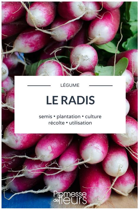 Du Radis Mooan Recipes