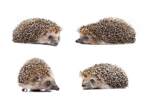 280+ Hedgehog Bedding Stock Photos, Pictures & Royalty-Free Images - iStock