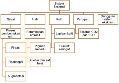 Materi Sistem Ekskresi Homecare24