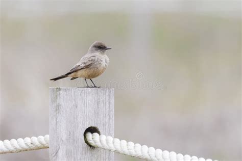 Say s Phoebe bird stock image. Image of north, canada - 276160029