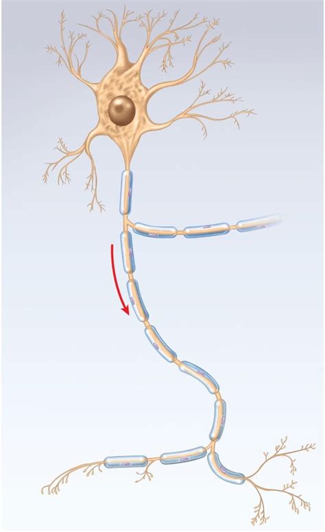 Solved Dendrites Soma Nucleus Axon Hillock Axon