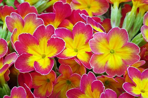 Primroses Flowers Garden Free Photo On Pixabay Pixabay