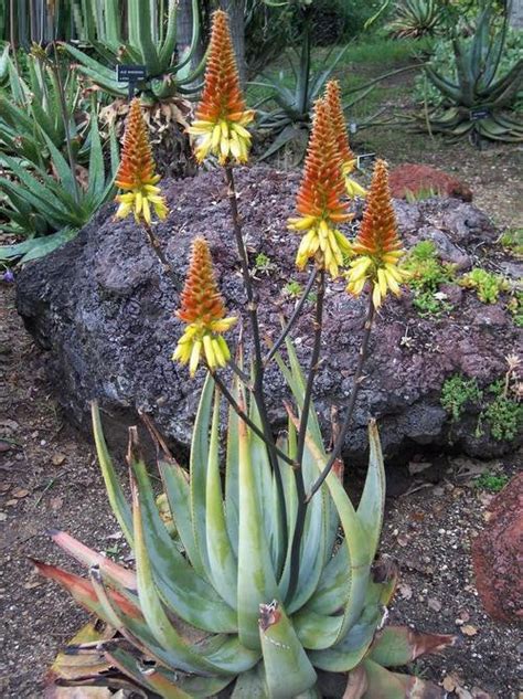 Aloe Wickensii Yellow Indigenous South African Succulent 10 Seeds