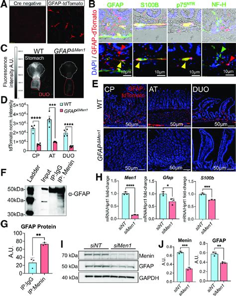 Conditional Deletion Of Menin In Gfap D Cells Stimulates Reprogramming