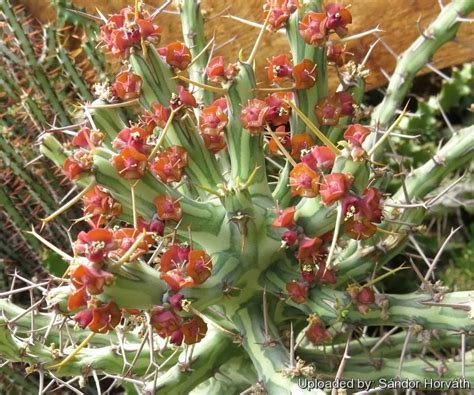 Euphorbia Schizacantha