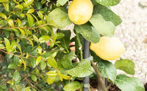 Potted lemon tree: how to plant it, care and diseases - DIY Gardens