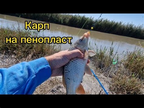 Карп на пенопласт. Рыбалка в сентябре. - YouTube