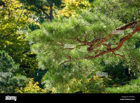 Japanese Evergreen Tree Branch Stock Photo Alamy