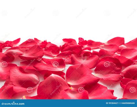 Beautiful Red Rose Petals On White Background Stock Image Image Of