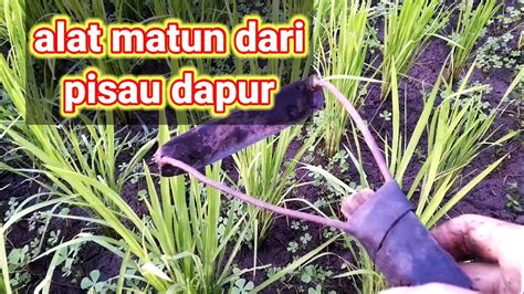 Alat Matun Padi Modifikasi Sendiri Youtube