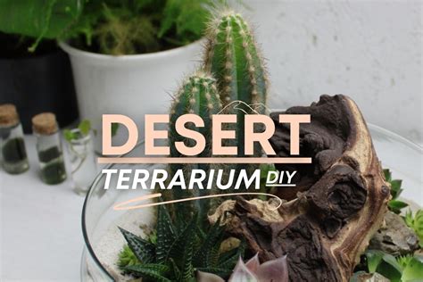 How To Make A Desert Terrarium Step By Step Ideas Terrarium Tribe