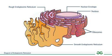 Diagram of Endoplasmic Reticulum - Structure and Types - GeeksforGeeks