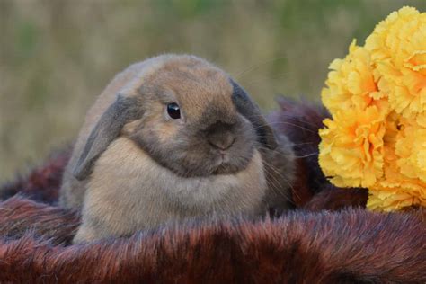 Holland Lop Colors Rarest To Most Common A Z Animals