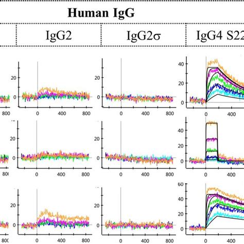 Pdf Human Igg Subtype Cross Species Reactivity To Mouse And