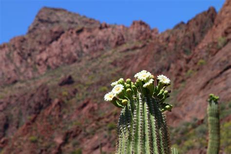 Organ Pipe Cactus National Monument Arizona