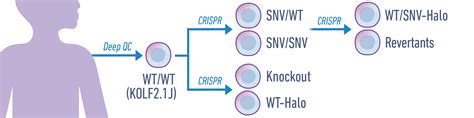 Human Ips Cells The Jackson Laboratory