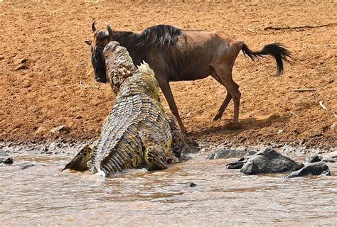 Annual Great Wildebeest Migration In Kenya