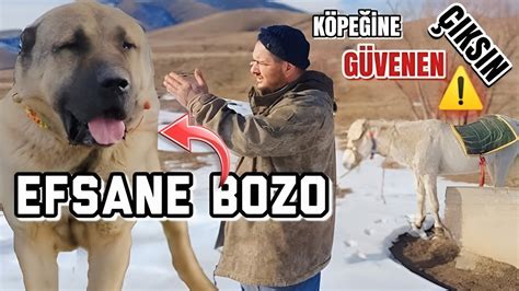 BOZO BOYKA YA YENİLDİ DİYE KÖTÜ OLMUYOR BOZONUN KARŞISINA KÖPEĞİNE