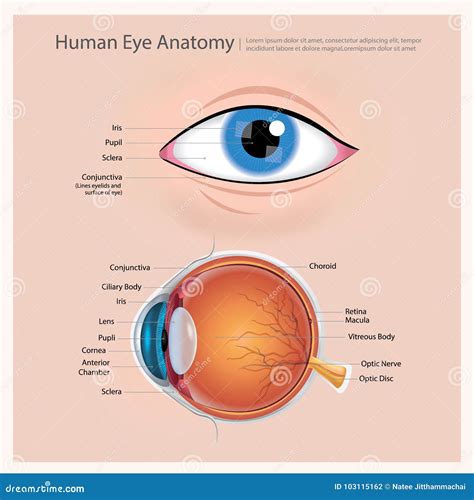 Anatomia do olho humano ilustração do vetor Ilustração de cuidado