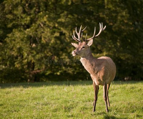 Stag Portrait Red Deer Stock Photo Image Of Deer Animal 10459752