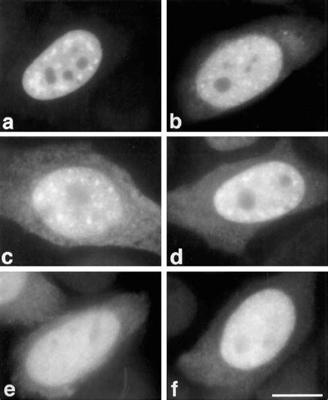 Figure From Role Of The Modular Domains Of Sr Proteins In Subnuclear