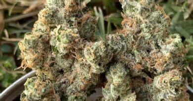 Strain Review Apple Fritter By Dynasty Collective The Highest Critic