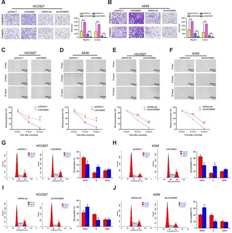 Exosomal Long Non Coding RNA LINC00662 Promotes Non Small Cell Lung