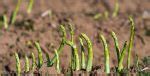 Potager L Gumes Perp Tuels Qui Repoussent Chaque Ann E