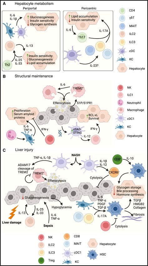 Regulation Of Systemic Metabolism By Tissue Resident Immune Cell