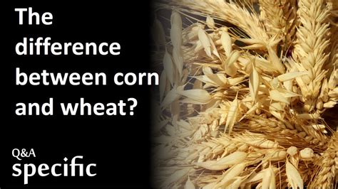 What Is The Difference Between Corn And Wheat Youtube